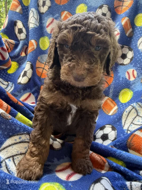 Chocolate  – Goldendoodle puppy for sale in Nashville, TN