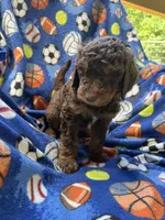 Chocolate , a male Goldendoodle for sale in Nashville, TN – 2 of 3