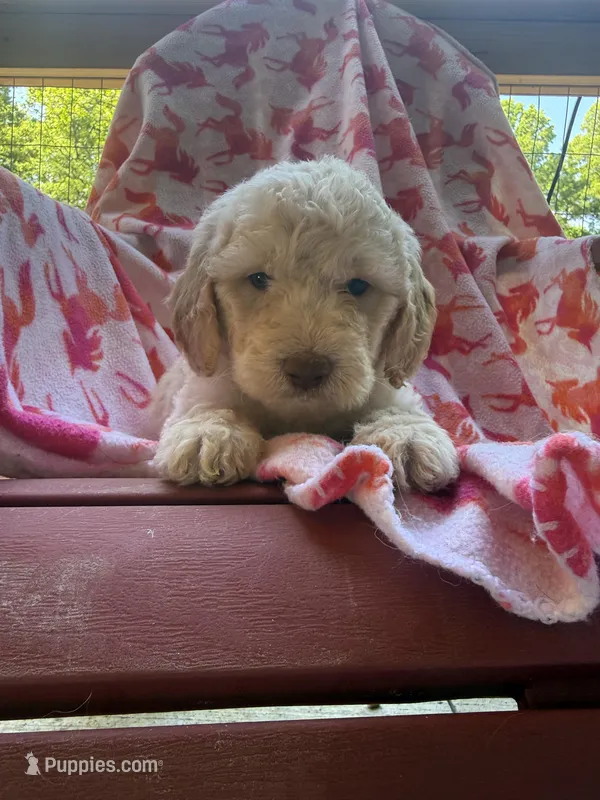 Coco – Goldendoodle puppy for sale in Nashville, TN