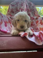 Coco, a female Goldendoodle for sale in Nashville, TN – 1 of 2