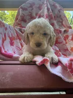 Coco, a female Goldendoodle for sale in Nashville, TN – 2 of 2
