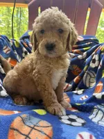 Buddy, a male Goldendoodle for sale in Nashville, TN – 3 of 3