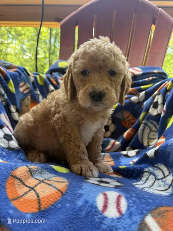 Buddy – Goldendoodle puppy for sale in Nashville, TN