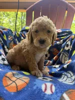 Buddy, a male Goldendoodle for sale in Nashville, TN – 1 of 3
