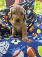 Buddy, a male Goldendoodle for sale in Nashville, TN – 2 of 3