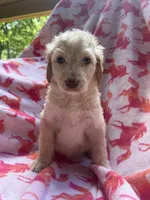 Lady , a male Goldendoodle for sale in Nashville, TN – 2 of 2