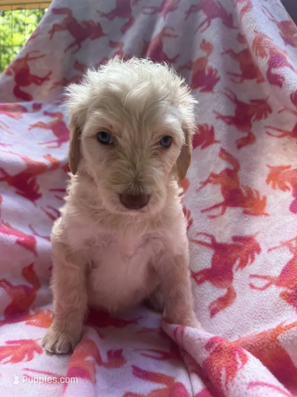 Lady  – Goldendoodle puppy for sale in Nashville, TN