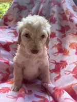 Lady , a male Goldendoodle for sale in Nashville, TN – 1 of 2