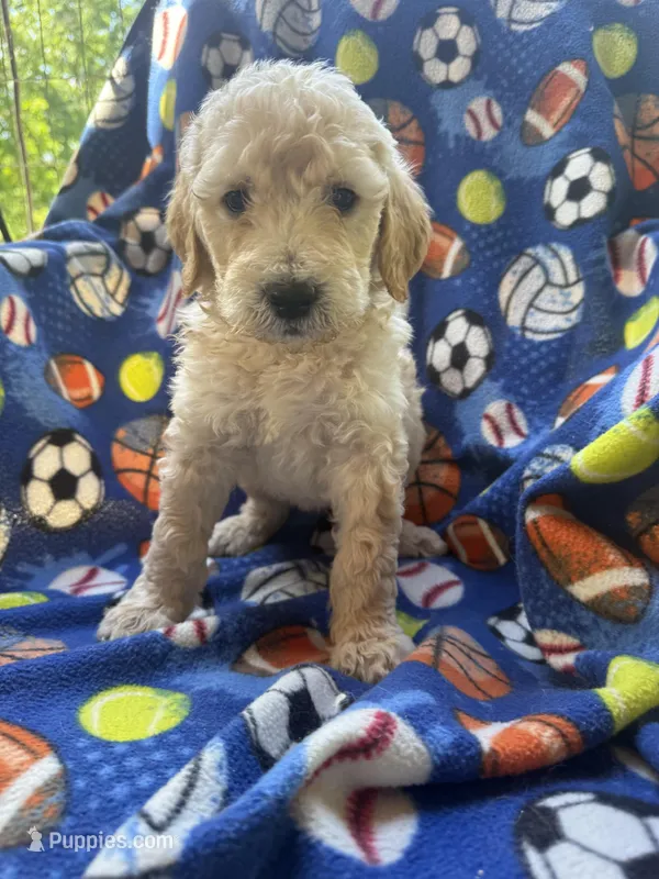 Max  – Goldendoodle puppy for sale in Nashville, TN
