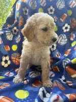 Max , a male Goldendoodle for sale in Nashville, TN – 2 of 2