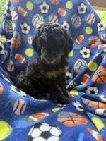Rha Rha , a male Goldendoodle for sale in Nashville, TN – 1 of 1