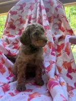 Girly , a female Goldendoodle for sale in Nashville, TN – 2 of 3