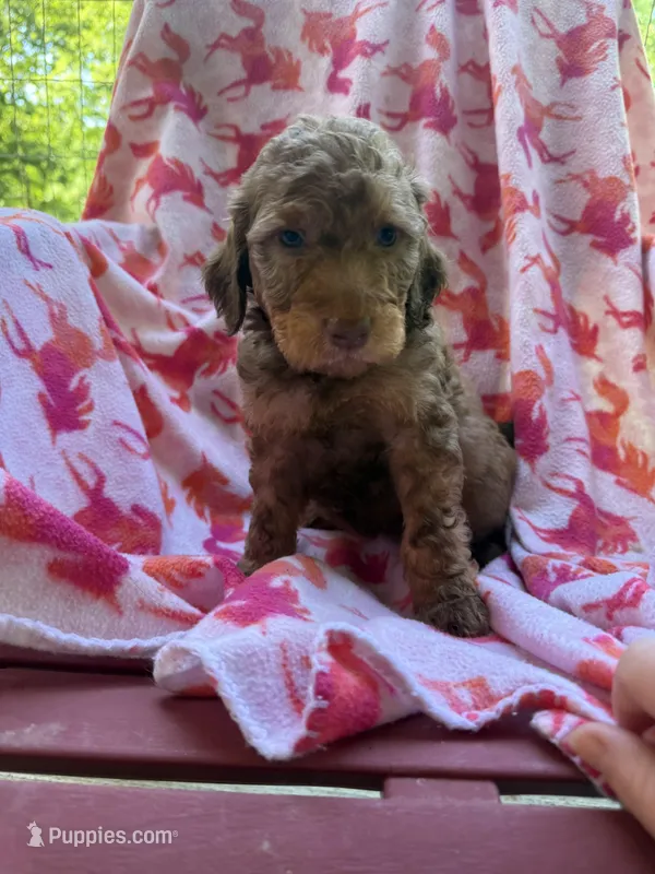Girly  – Goldendoodle puppy for sale in Nashville, TN
