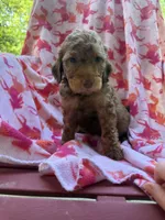 Girly , a female Goldendoodle for sale in Nashville, TN – 1 of 3