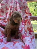 Girly , a female Goldendoodle for sale in Nashville, TN – 3 of 3
