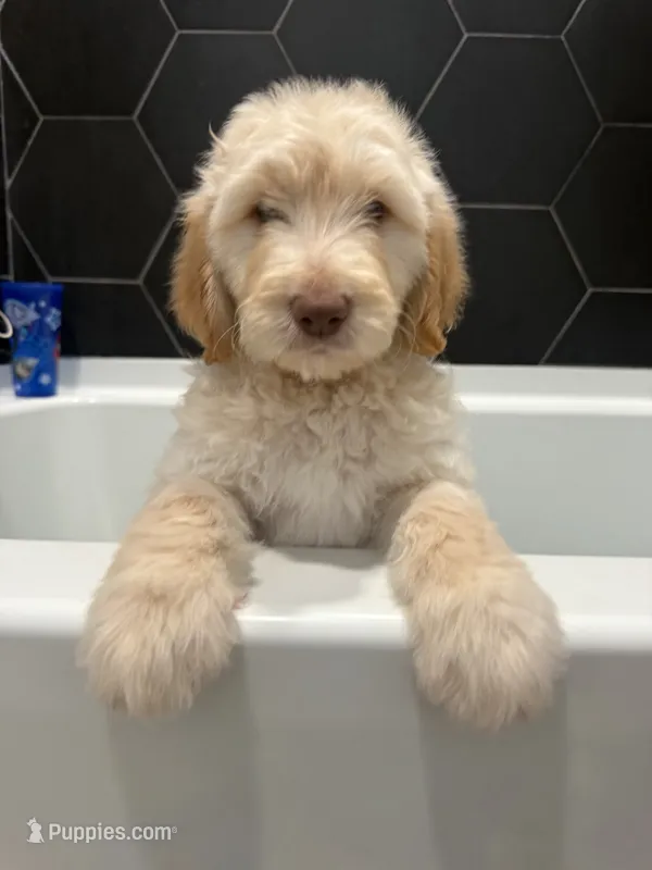 Max  – Goldendoodle puppy for sale in Nashville, TN