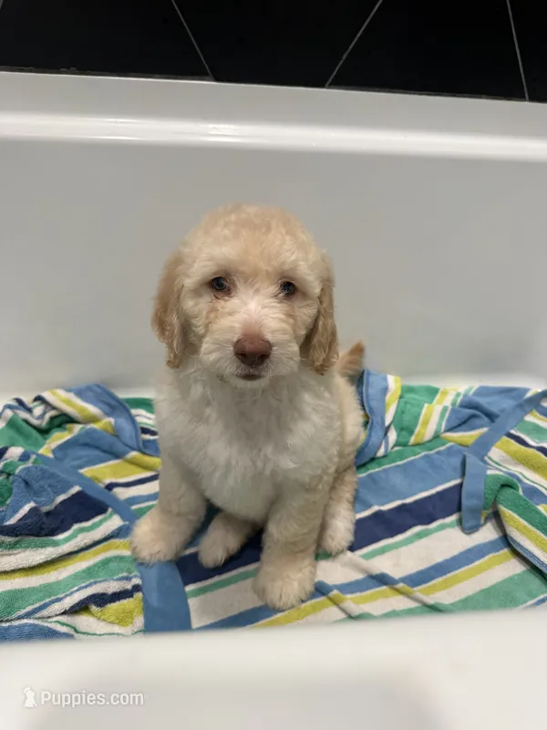 Coco – Goldendoodle puppy on hold in Nashville, TN