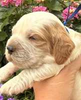 Bluejay , a male English Springer Spaniel for sale in Bay City, WI – 3 of 10