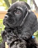 Carter , a male Cocker Spaniel for sale in Bay City, WI – 2 of 10