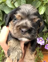Cleo, a female Cocker Spaniel for sale in Bay City, WI – 5 of 10
