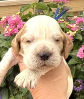 Bluejay , a male English Springer Spaniel for sale in Bay City, WI – 9 of 10