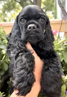Carter , a male Cocker Spaniel for sale in Bay City, WI – 8 of 10