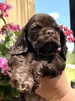 Gracie, a female Cocker Spaniel for sale in Bay City, WI – 7 of 8