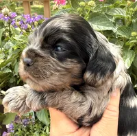 Cammie , a female Cocker Spaniel for sale in Bay City, WI – 4 of 6