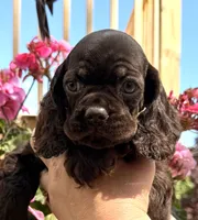 Pumpkin, a female Cocker Spaniel for sale in Bay City, WI – 7 of 9