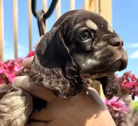 Petunia , a female Cocker Spaniel for sale in Bay City, WI – 6 of 10