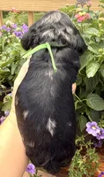 Cleo, a female Cocker Spaniel for sale in Bay City, WI – 10 of 10