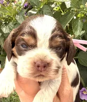 Rain , a female Cocker Spaniel for sale in Bay City, WI – 6 of 7