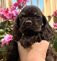 Pumpkin, a female Cocker Spaniel for sale in Bay City, WI – 6 of 9
