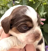 Rain , a female Cocker Spaniel for sale in Bay City, WI – 3 of 7