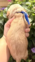 Thunder , a male Cocker Spaniel for sale in Bay City, WI – 9 of 9