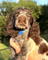 Granite, a male English Springer Spaniel for sale in Bay City, WI – 7 of 8