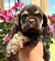 Gina , a female Cocker Spaniel for sale in Bay City, WI – 6 of 10