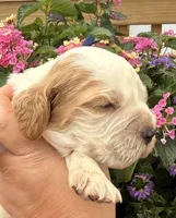 Bluejay , a male English Springer Spaniel for sale in Bay City, WI – 5 of 10