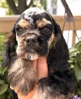 Cleo, a female Cocker Spaniel for sale in Bay City, WI – 8 of 10