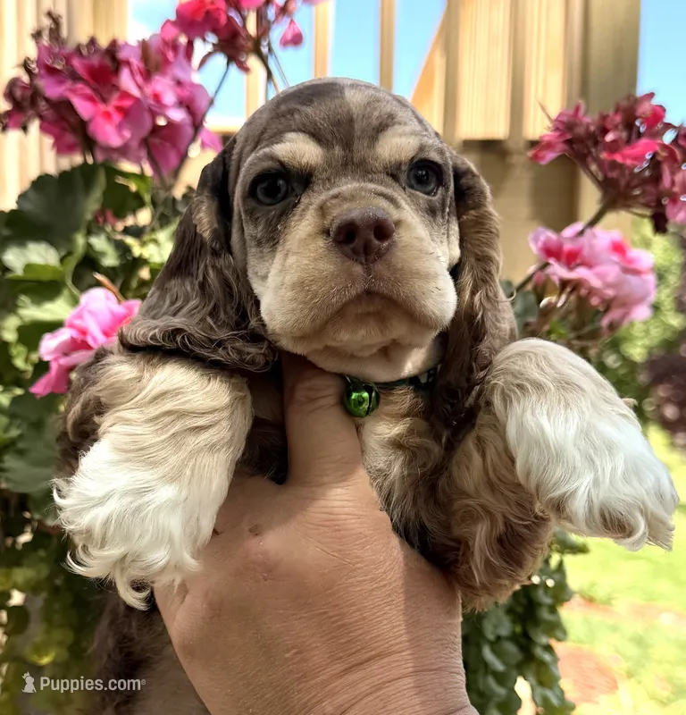 Phin – Cocker Spaniel puppy for sale in Bay City, WI