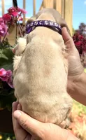 Peaches , a female Cocker Spaniel for sale in Bay City, WI – 9 of 9