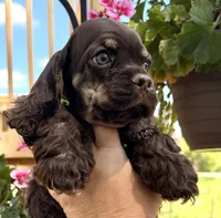 Matthew , a male Cocker Spaniel for sale in Bay City, WI – 7 of 7