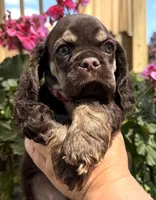 Gina , a female Cocker Spaniel for sale in Bay City, WI – 4 of 10