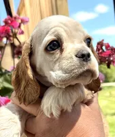 Ginger , a female Cocker Spaniel for sale in Bay City, WI – 6 of 10
