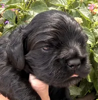 Carter , a male Cocker Spaniel for sale in Bay City, WI – 10 of 10