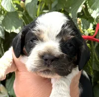 Hail, a male Cocker Spaniel for sale in Bay City, WI – 1 of 7