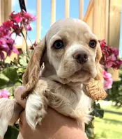 Pablo, a male Cocker Spaniel for sale in Bay City, WI – 4 of 9