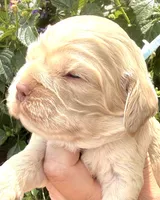 Lightning , a male Cocker Spaniel for sale in Bay City, WI – 2 of 6