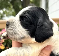 Raven , a female English Springer Spaniel for sale in Bay City, WI – 3 of 9
