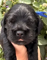 Carter , a male Cocker Spaniel for sale in Bay City, WI – 5 of 10